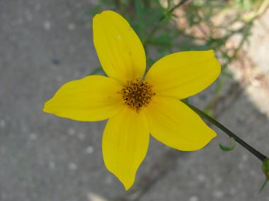 Billede af blomst